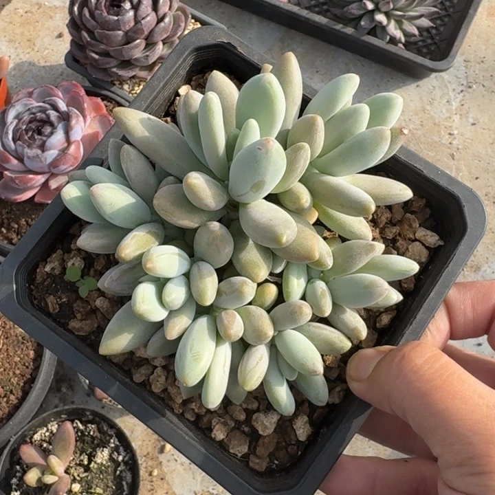 白兰地 群生 一物一拍