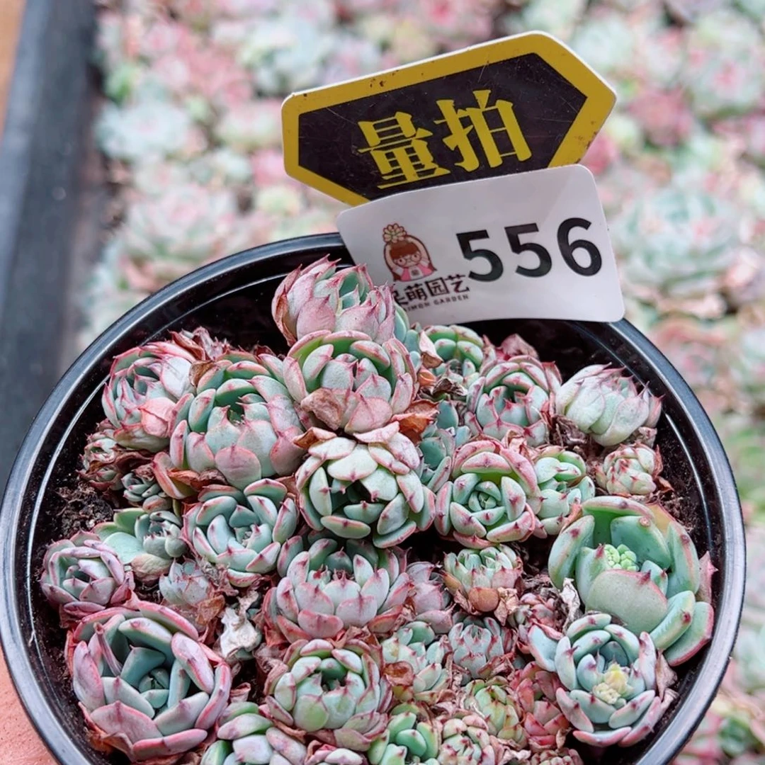 多肉植物多肉植物