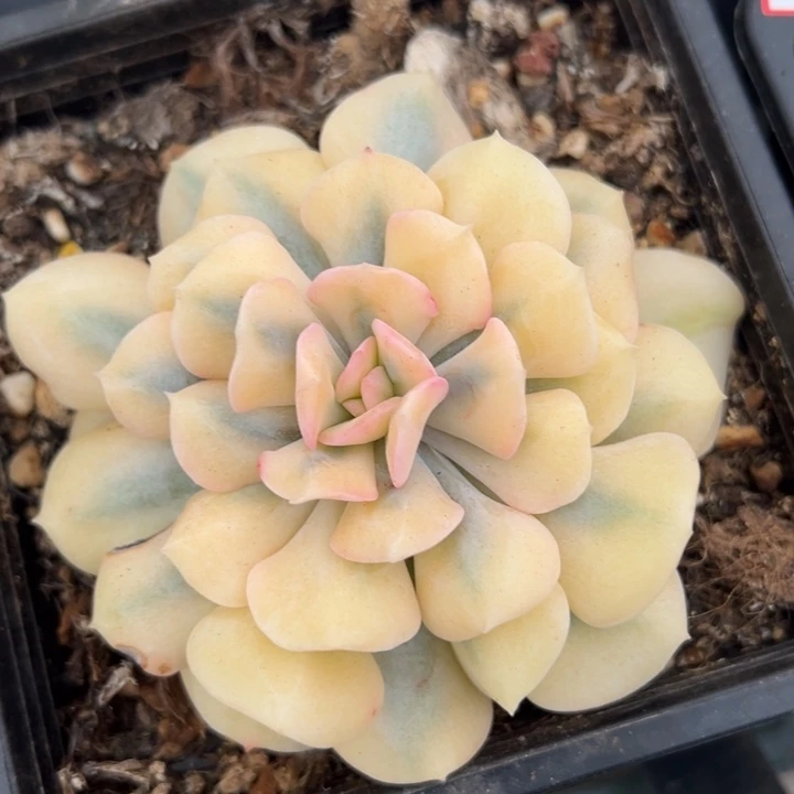 血精灵锦一物一拍