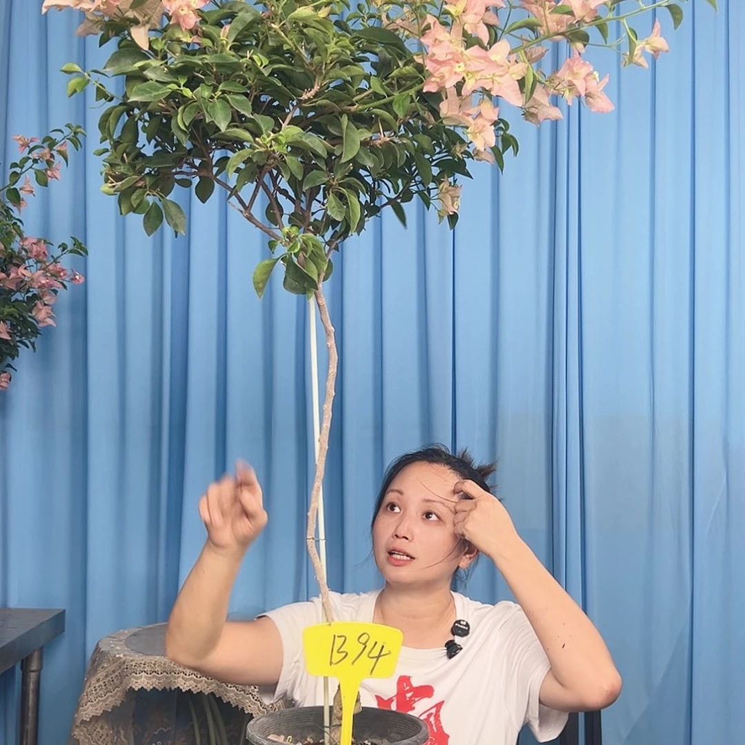 海***财大部分开放少量花苞B94卡亚塔