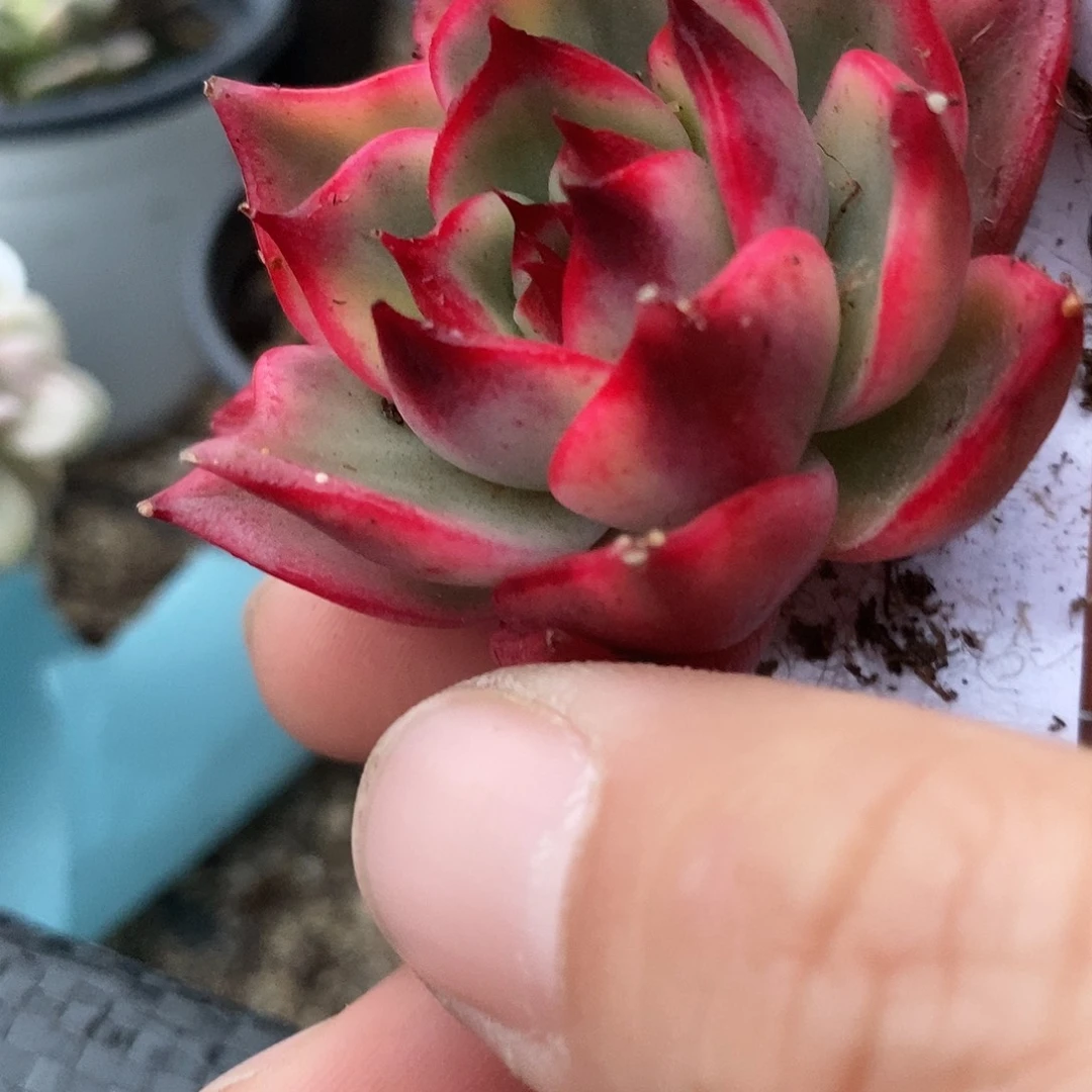 甘*粑158宽叶桃花锦多肉植物哇啦塞