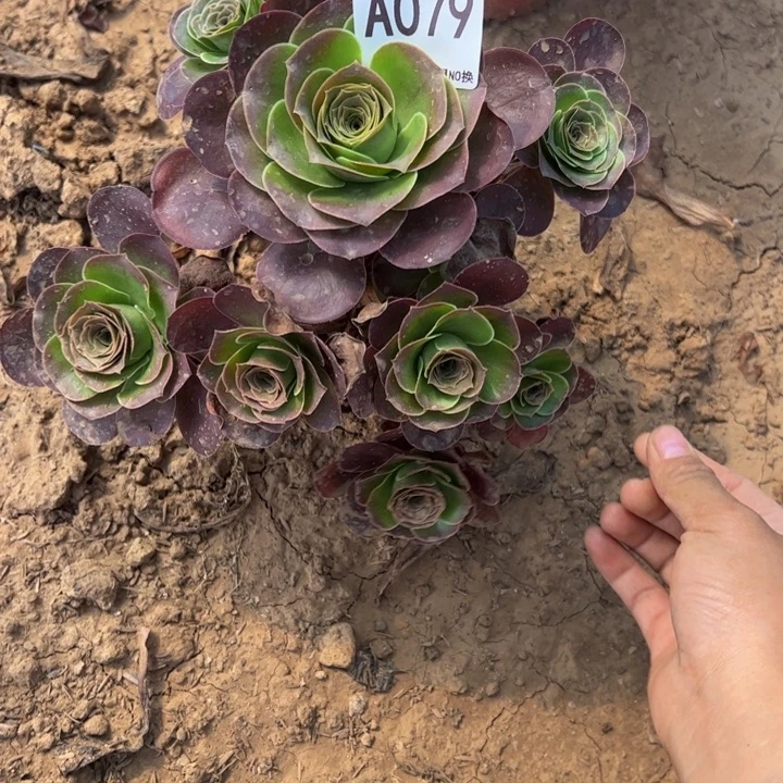 魅金多肉植物079.