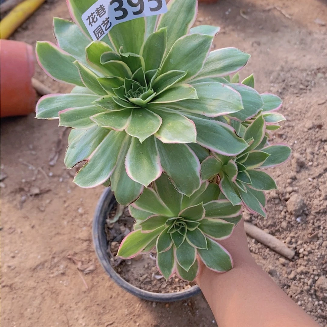 395 号一物一拍多肉植物