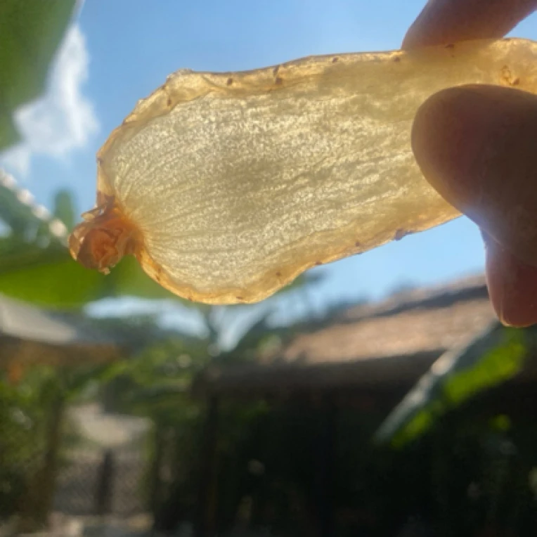 一村一品山野好货【精选——红芽天麻】