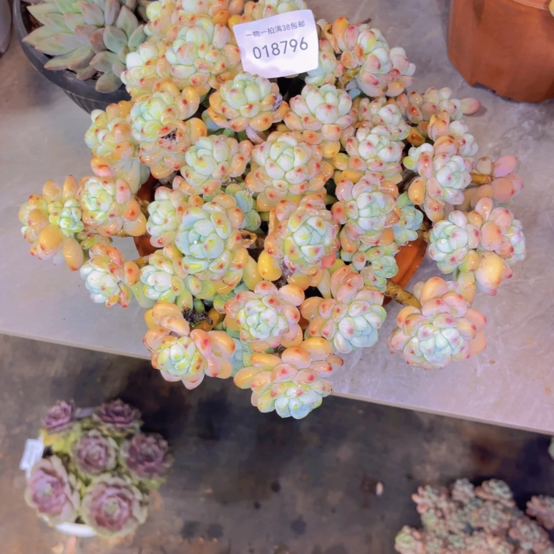 小***优多肉一物一拍8796