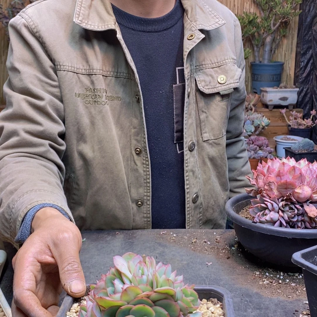 青**原142号牡丹亭缀化