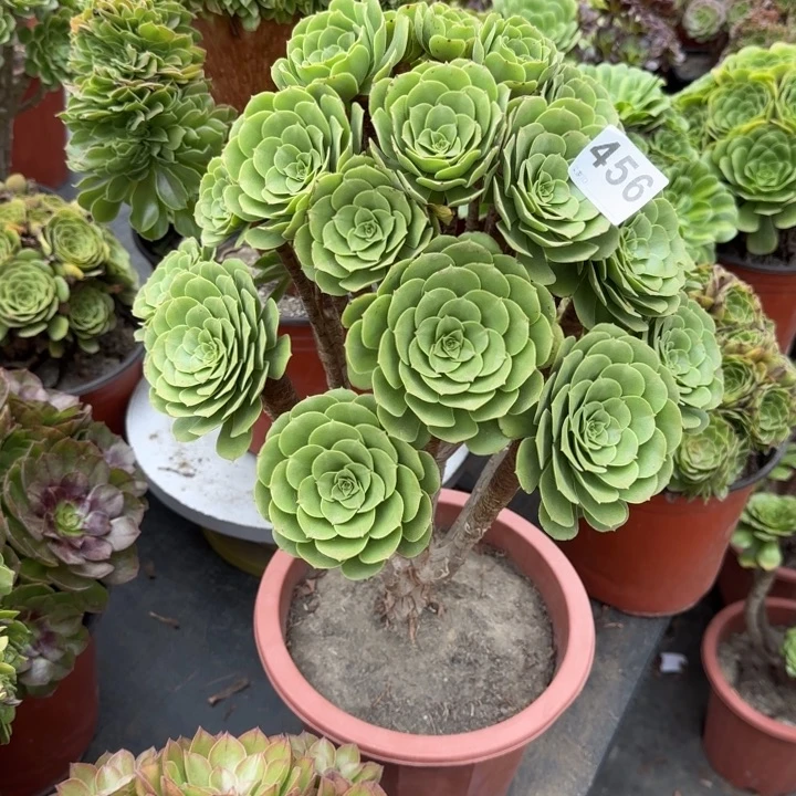 海***燕多肉植物提取精华456