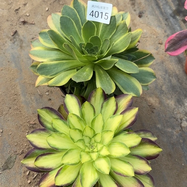 2颗多肉法师4015