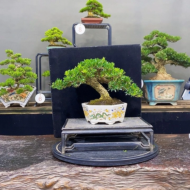 无花朵黄杨盆景四季常青