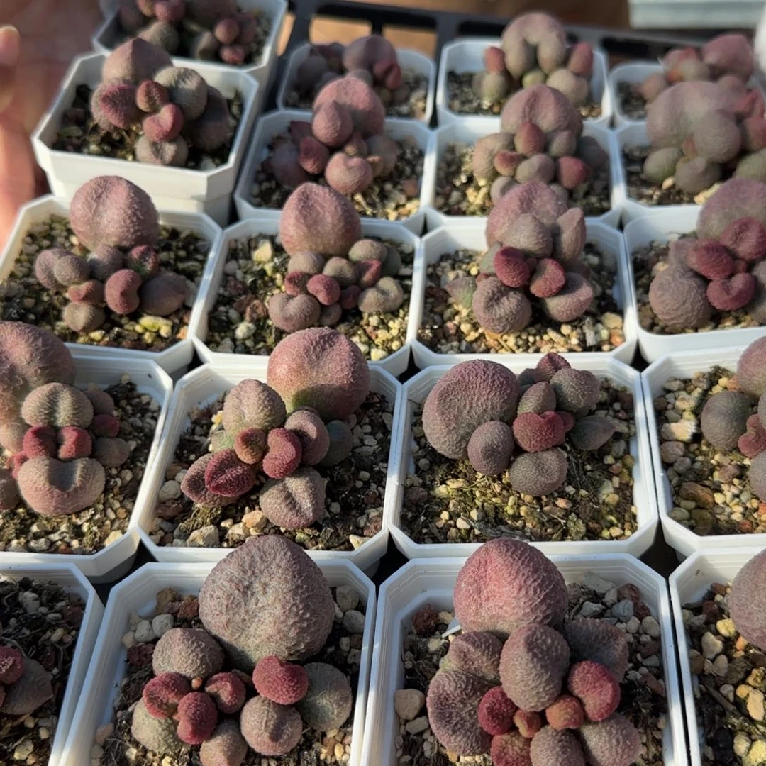 单颗水蜜桃量拍链接