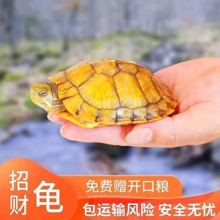 黄金招财龟大巴西活体龟乌龟活物宠物龟活宠家养巴西龟家养观赏