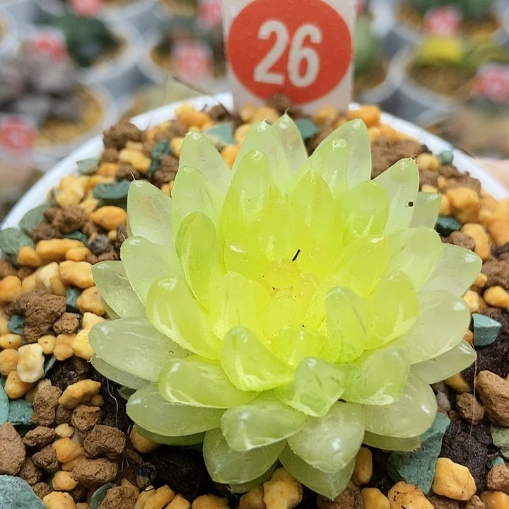 26冰晶玉露123456789