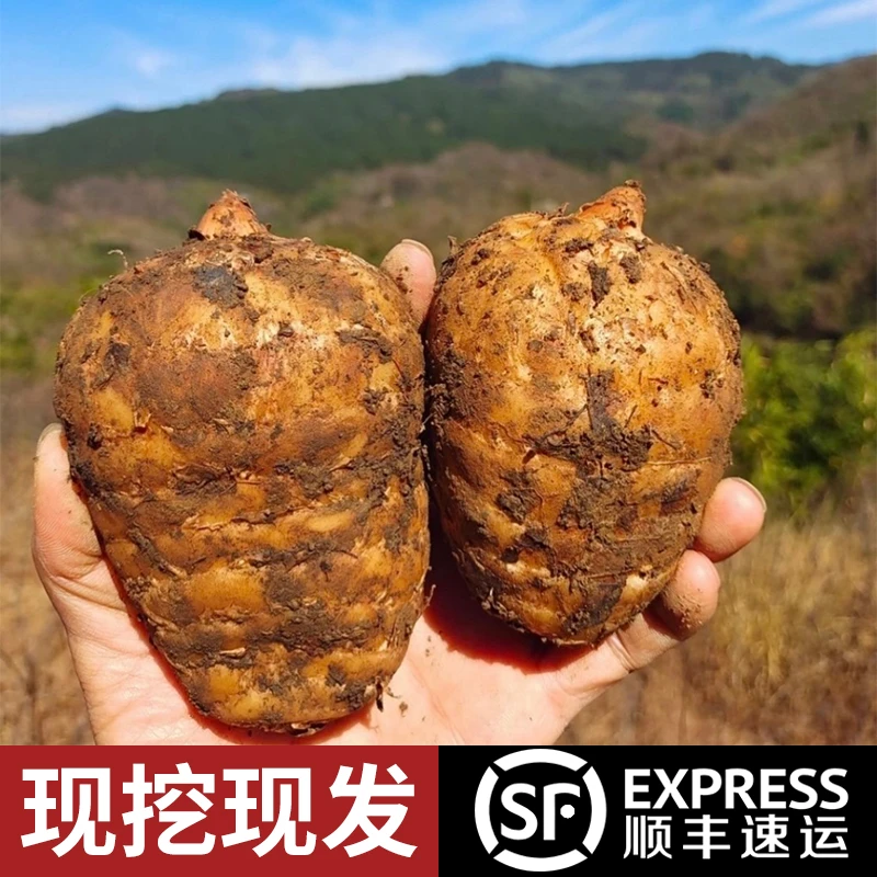 云贵高海拔乌天麻小草坝新鲜天麻仿野生三年种植炖鸡煲汤泡酒麻王