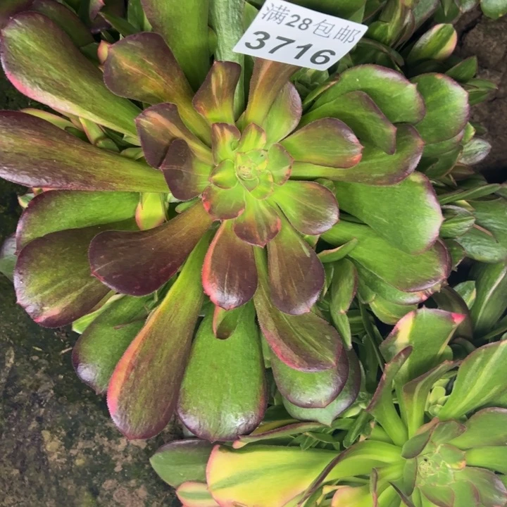 3716南七彩多肉植物