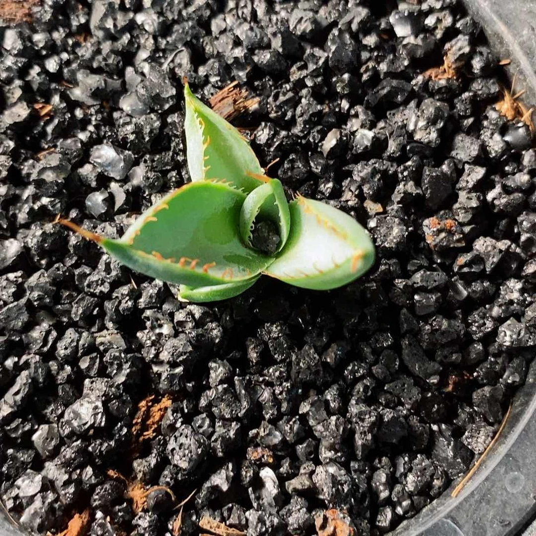 H****e圆叶瓜哒龙。龙舌兰。111