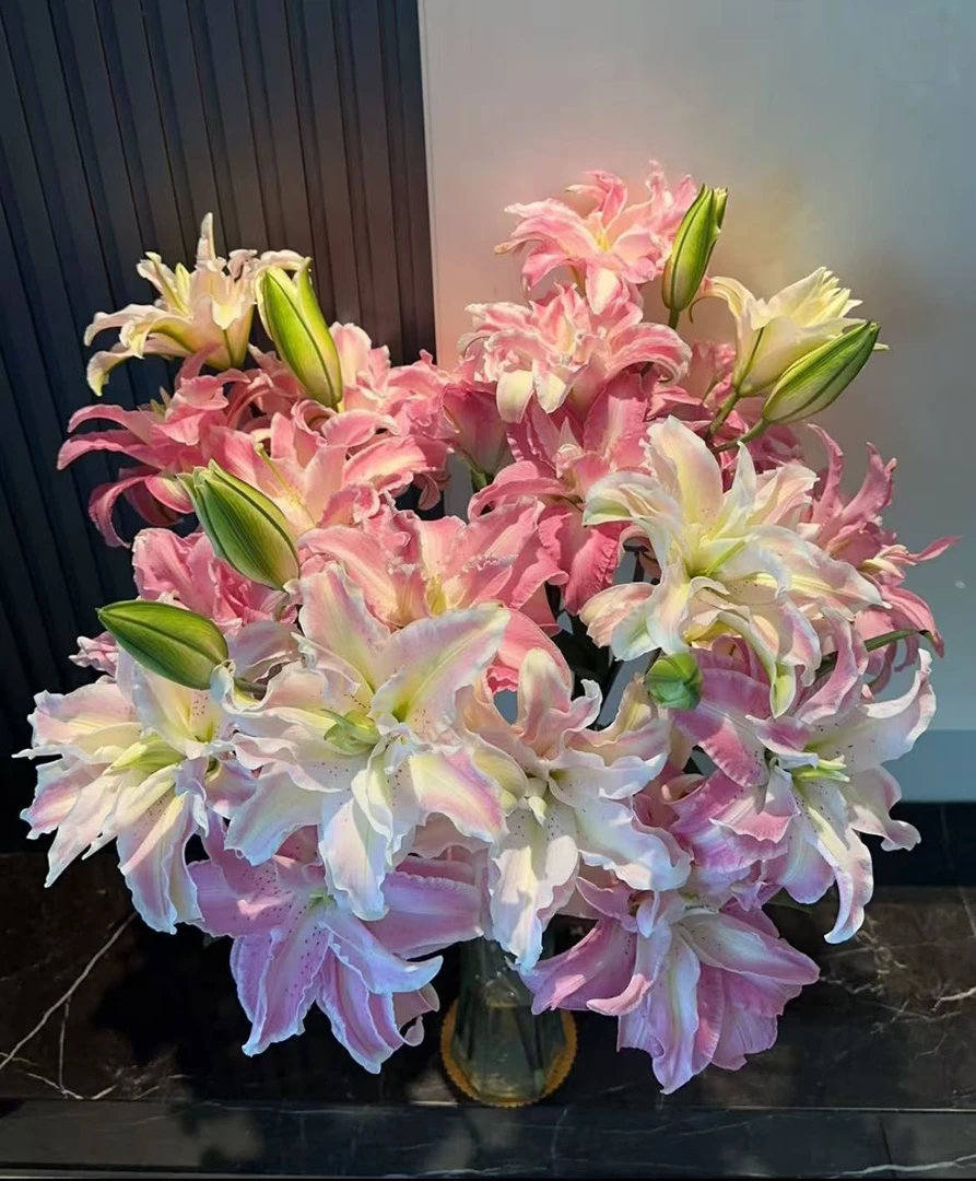【云上花卉】嫣然重瓣香水百合 任意2单鲜花包邮 发货后不支持退款