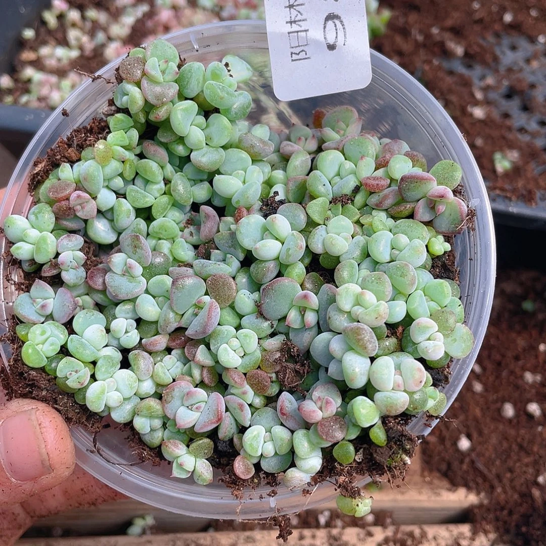 多肉植物多肉植物982