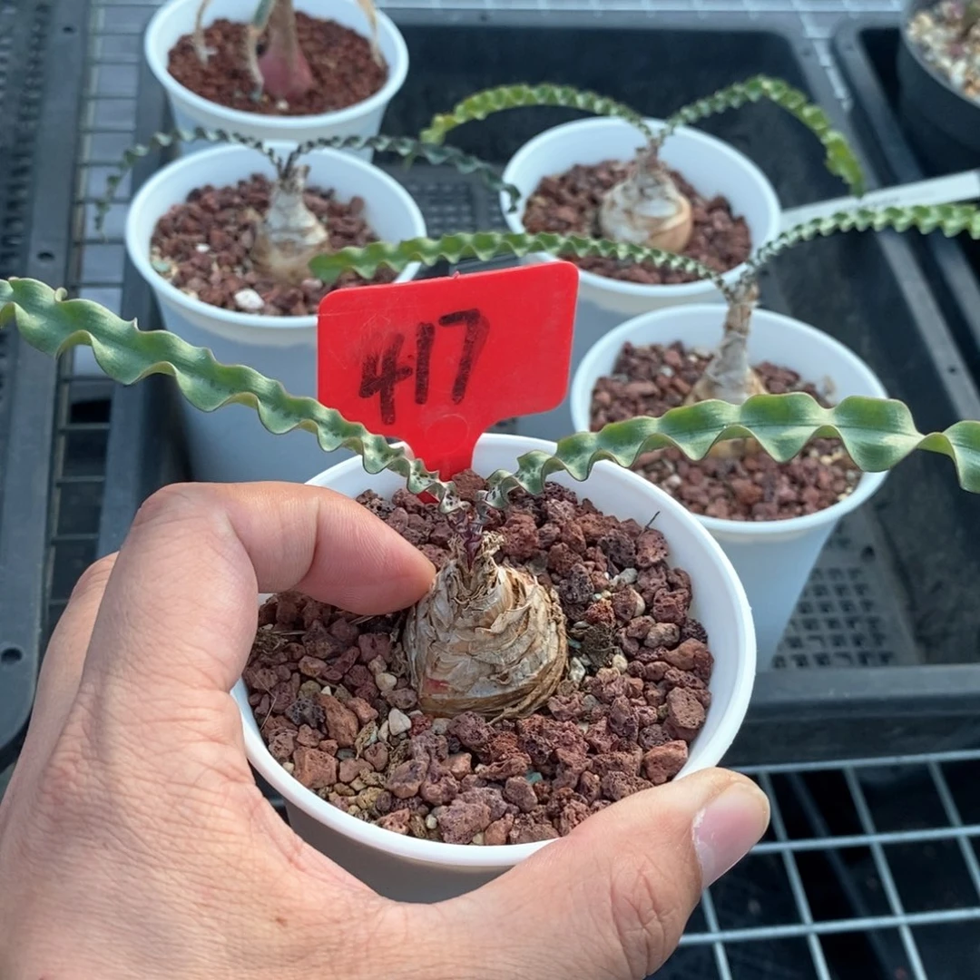 波叶血莲多肉植物