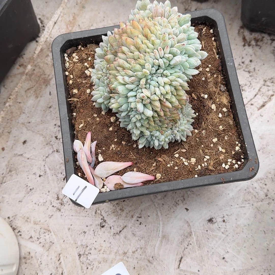 烟*11 号橙子多肉植物 000