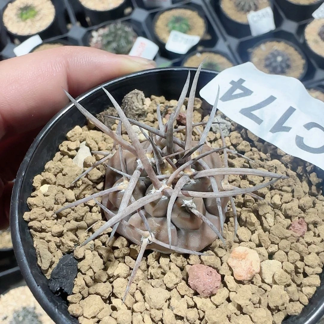 守金摩天龙 实生174