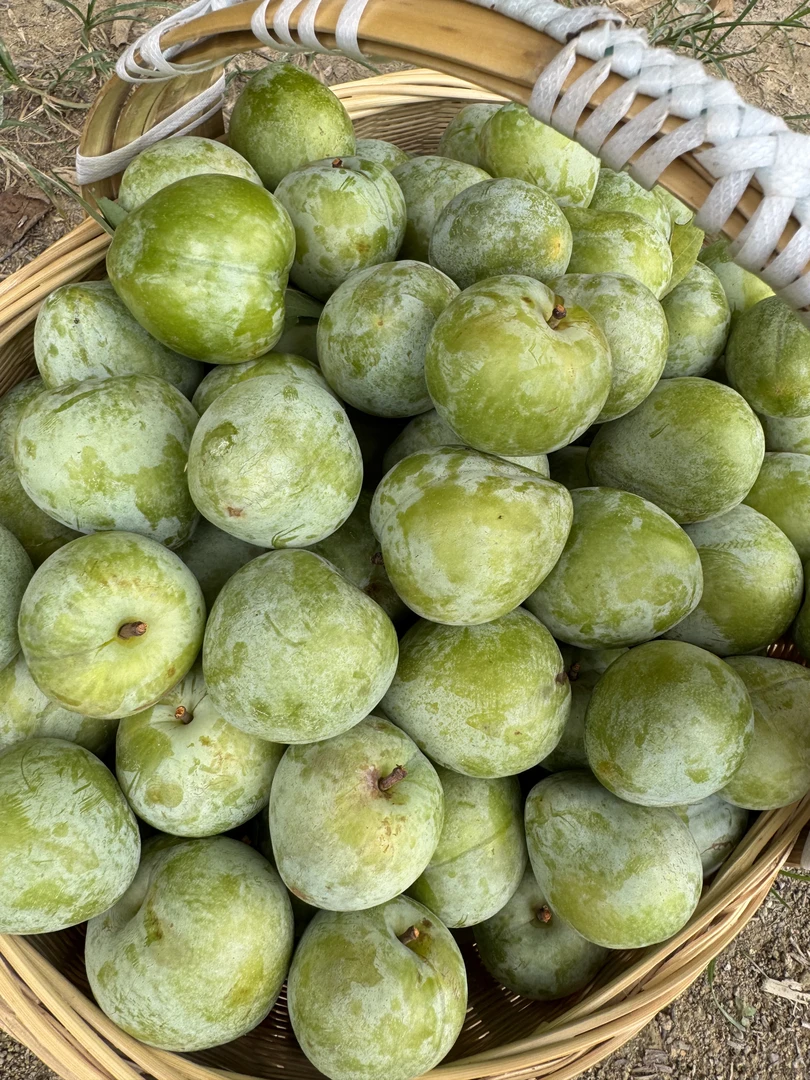 福建政和农家自种新鲜油奈李脆甜多汁