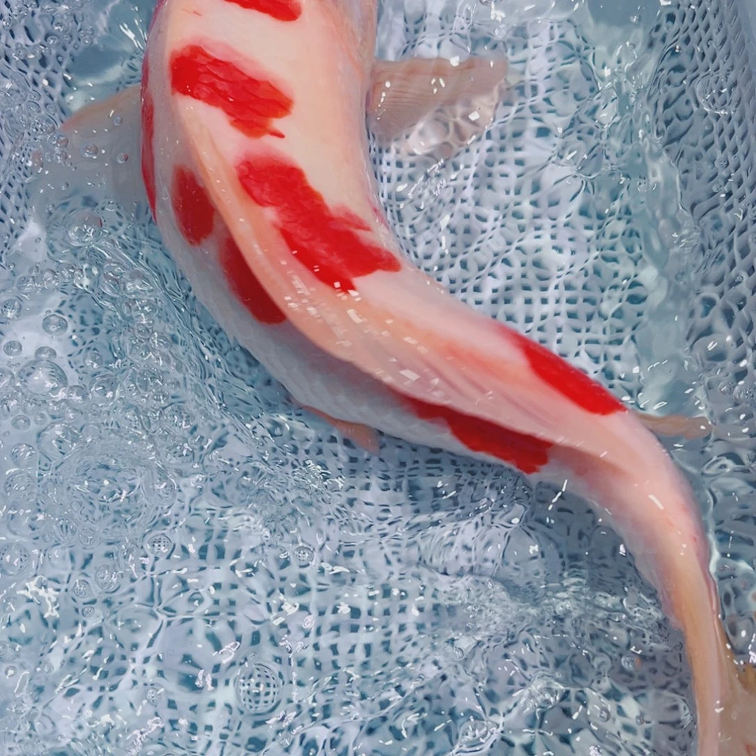 锦鲤锦鲤冷水观赏鱼117