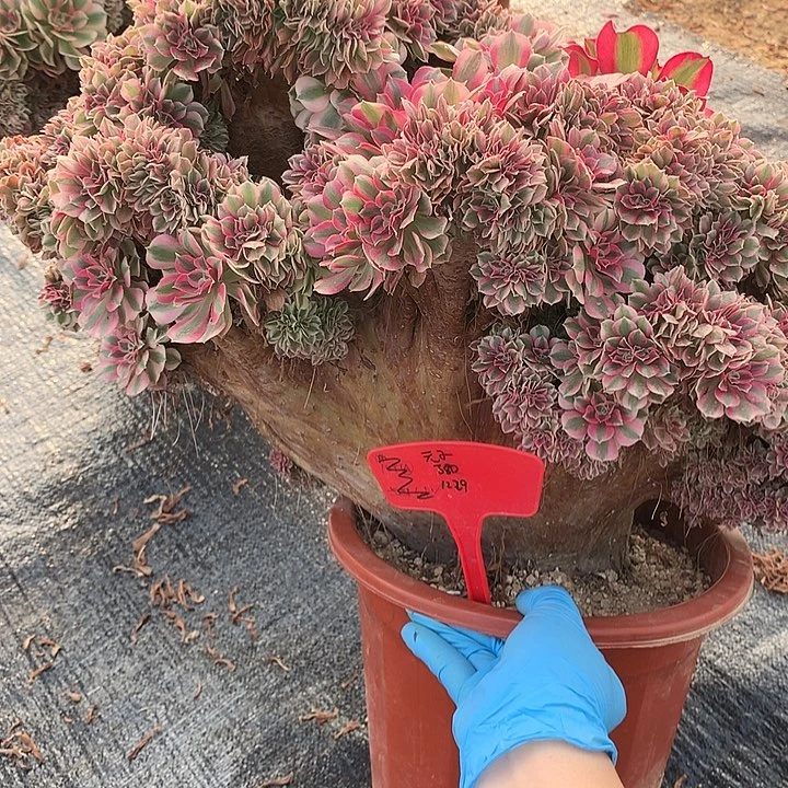 女巫朵朵寄养不发货