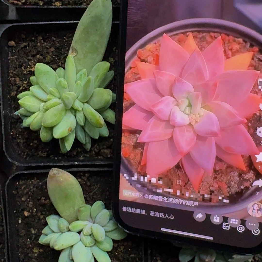 波光 叶插 一物一拍