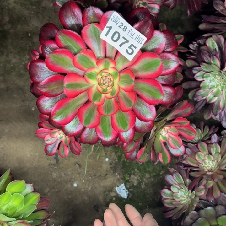 1075丽娜多肉植物