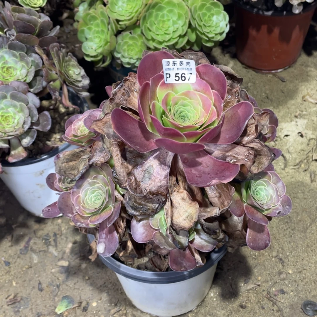 567魅金玫瑰多肉法师断枝不包