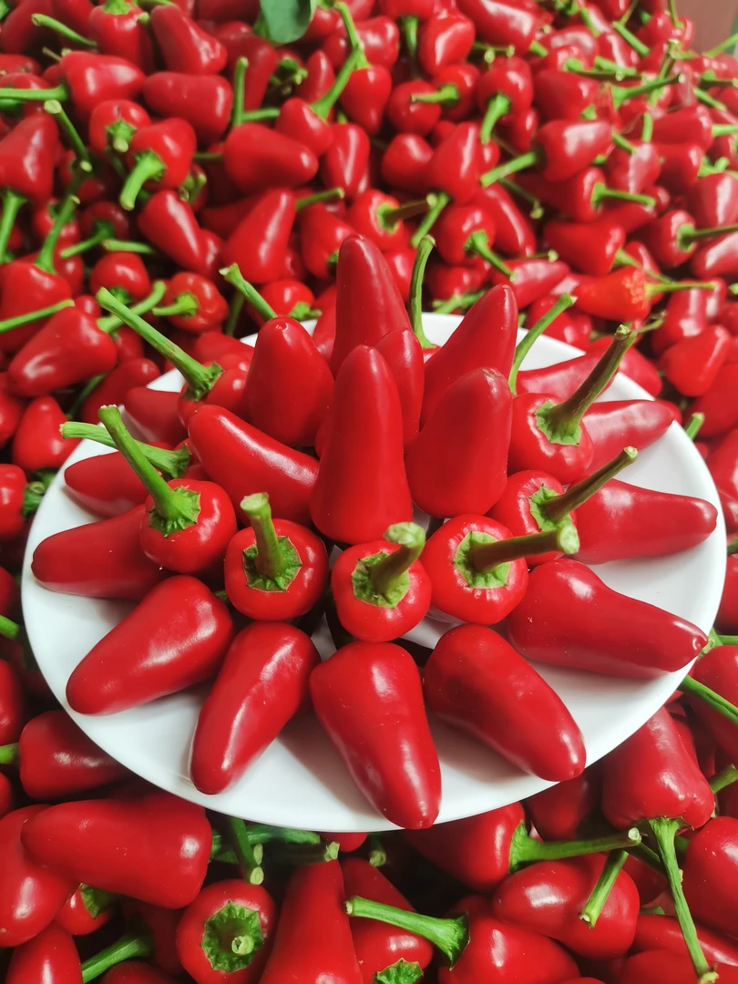 新鲜贵州子弹头辣椒农家辣椒土辣椒泡椒专用现摘现发【中辣超香】