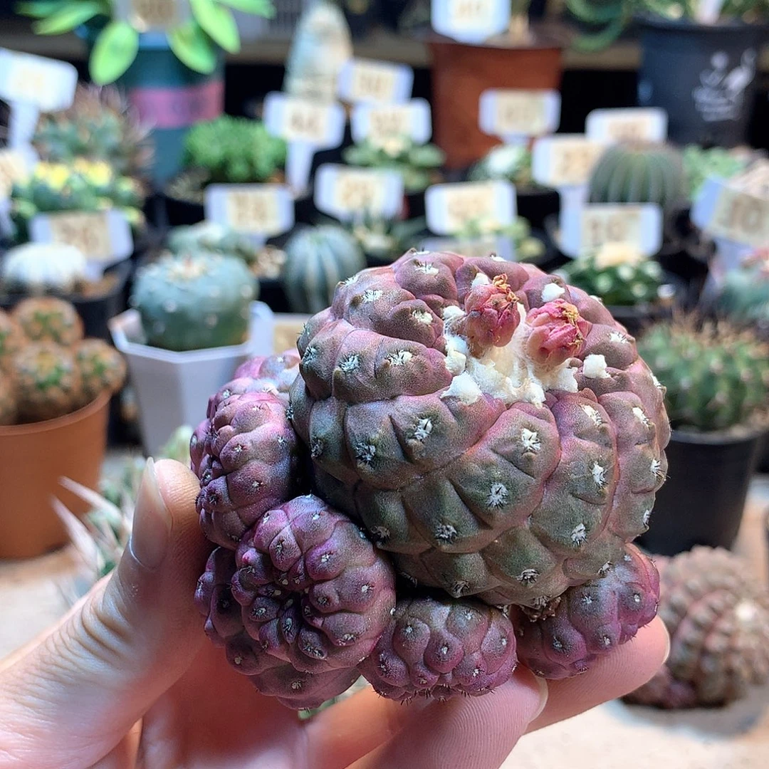 爆头杂苗接没根