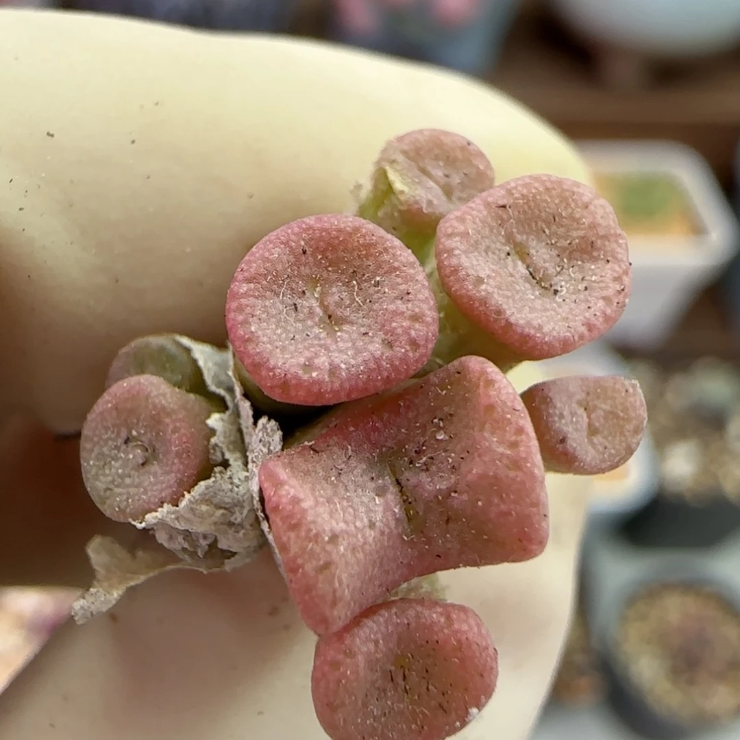 231伊尔马猪鼻子