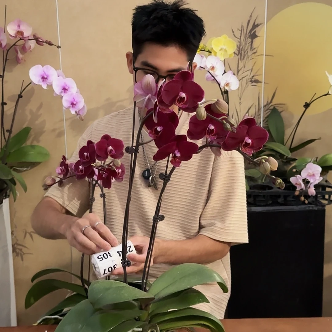 大部分开放少量花苞282/黑红宝石一棵