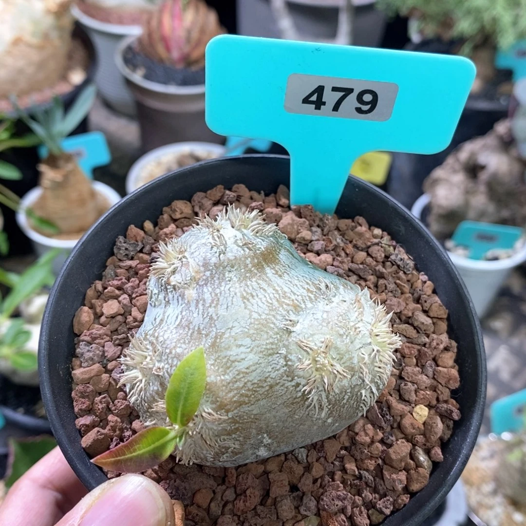 慧比须笑多肉植物