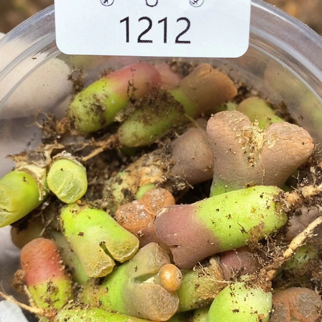 ?1212。零下拍保温。