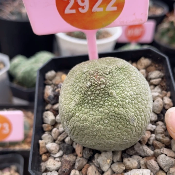 实生凝堤玉一棵2922