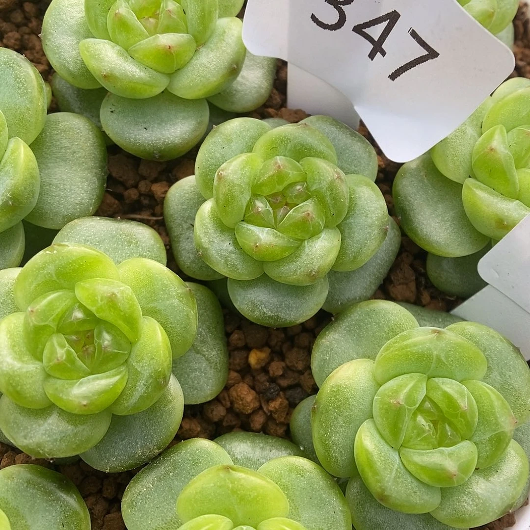 一物一拍一物一拍926-347