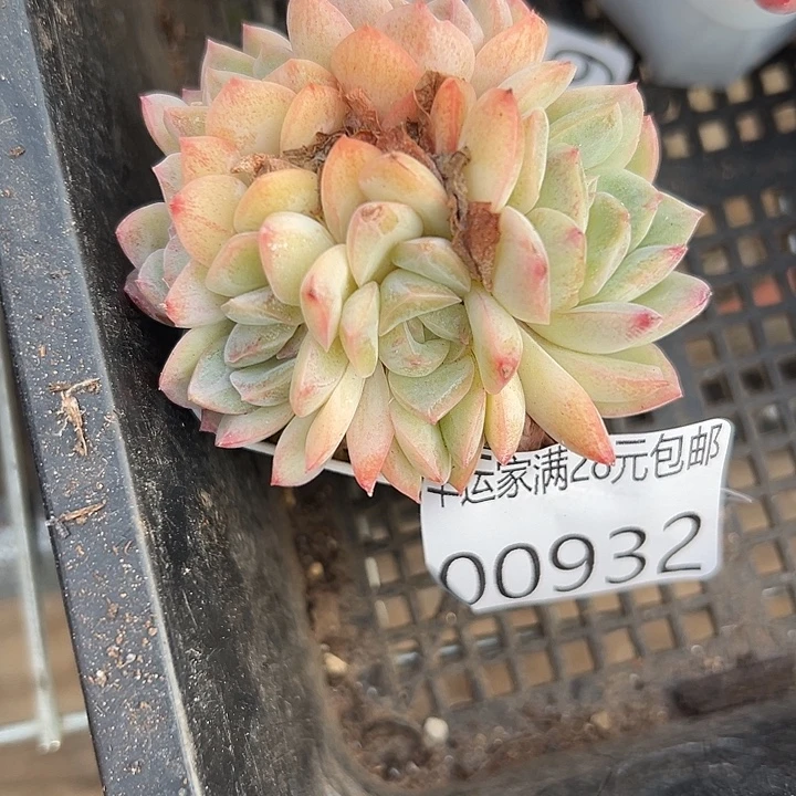 幸运的是我还没遇到幸运