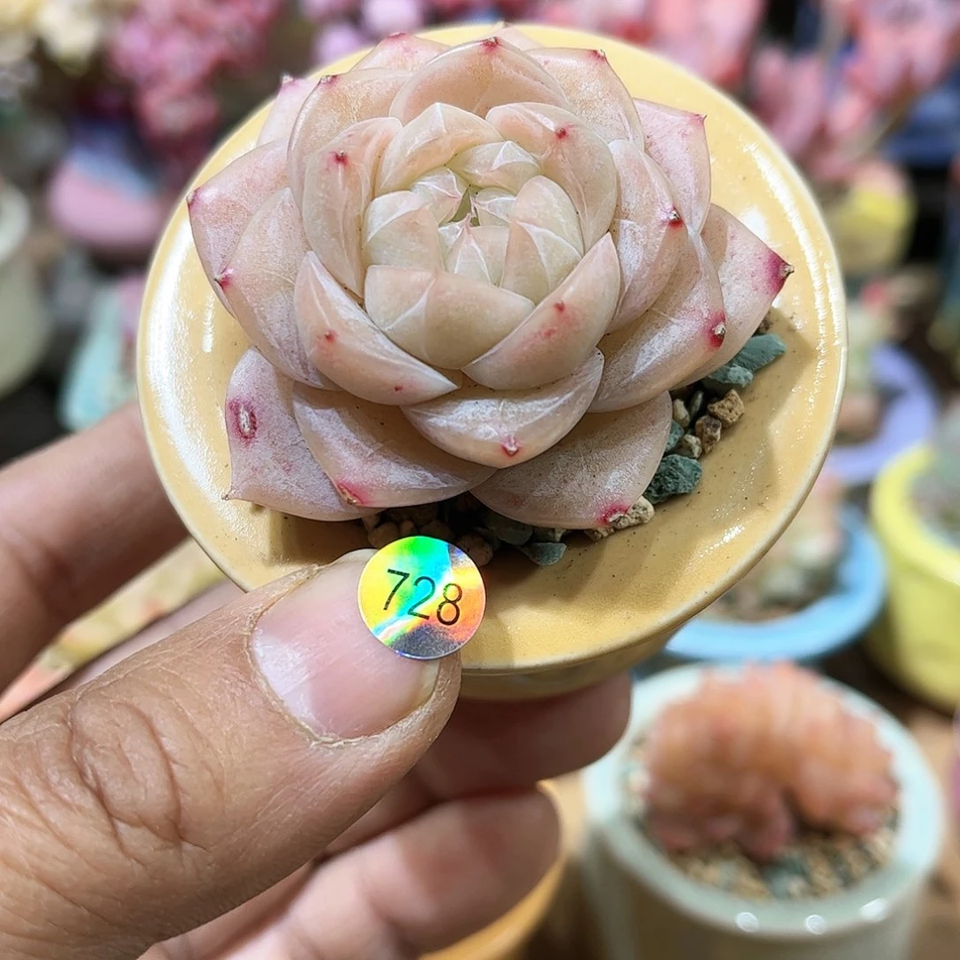 夏末宫凉 含盆含土发货 30包邮偏远除外