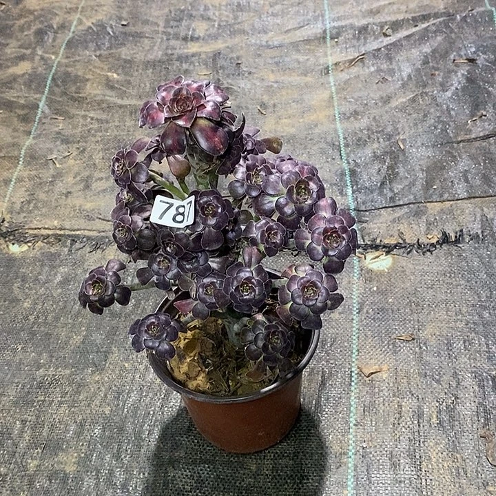 787晚霞多肉法师多肉