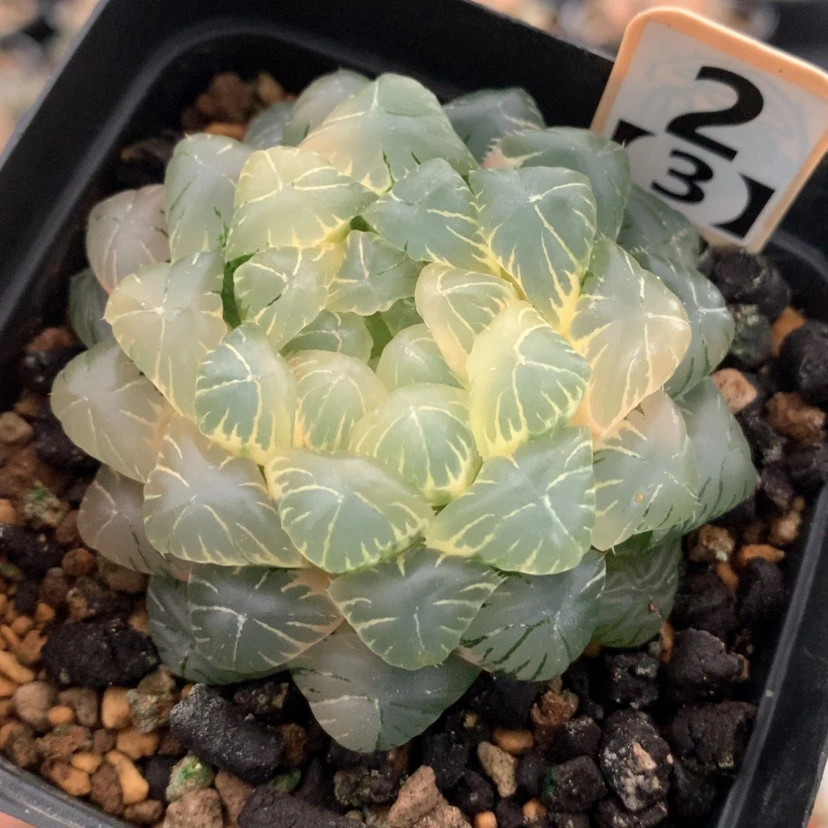 【闪购商品】2.3实生玉露