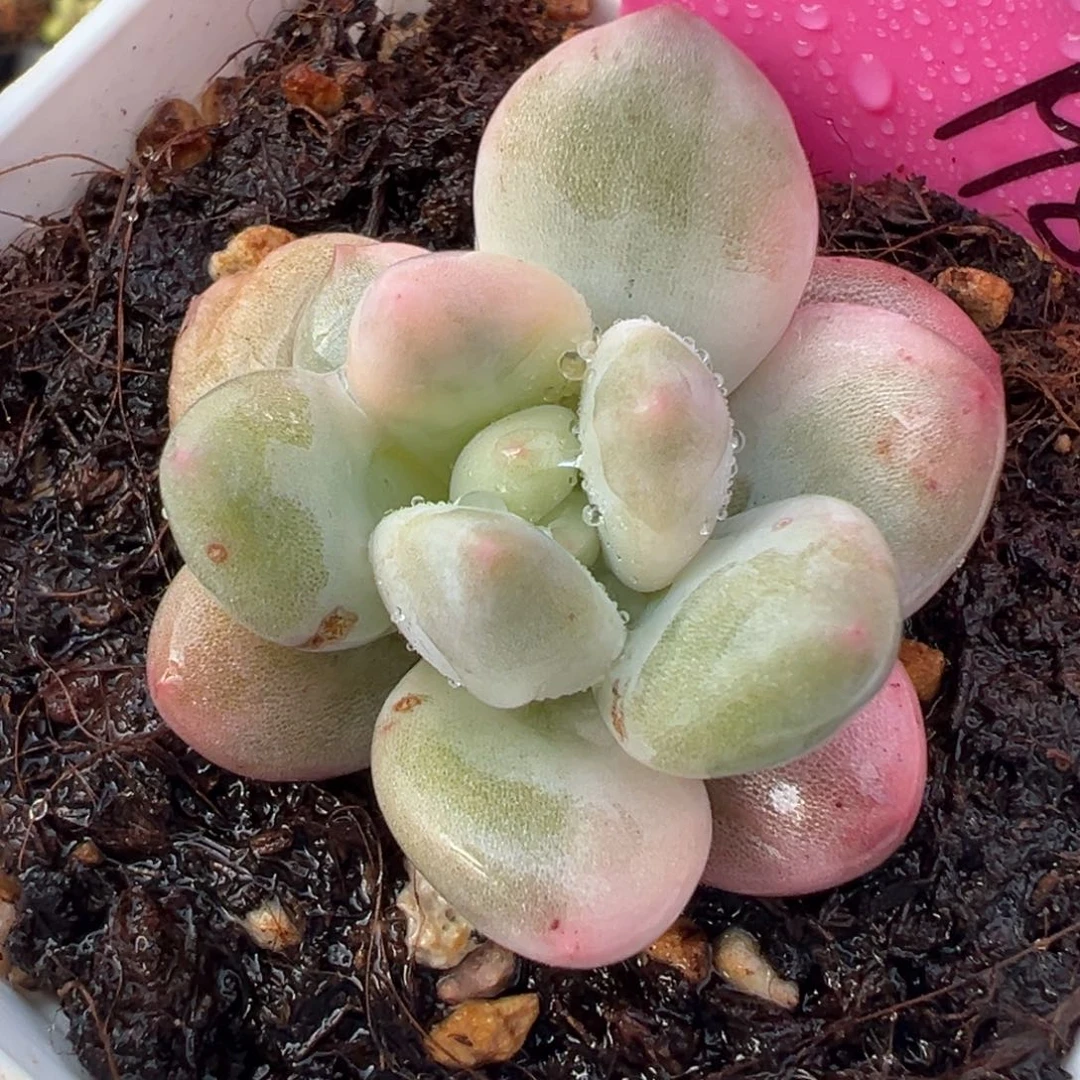 奶酪锦，多肉植物