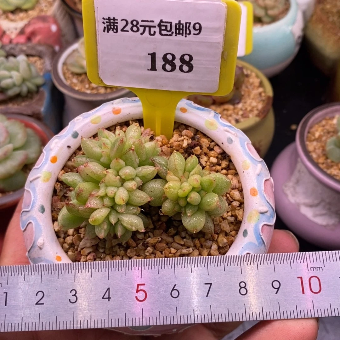 9188风花雪月石化