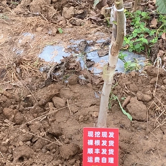 R***S吊坠文玩核桃蛤蟆
