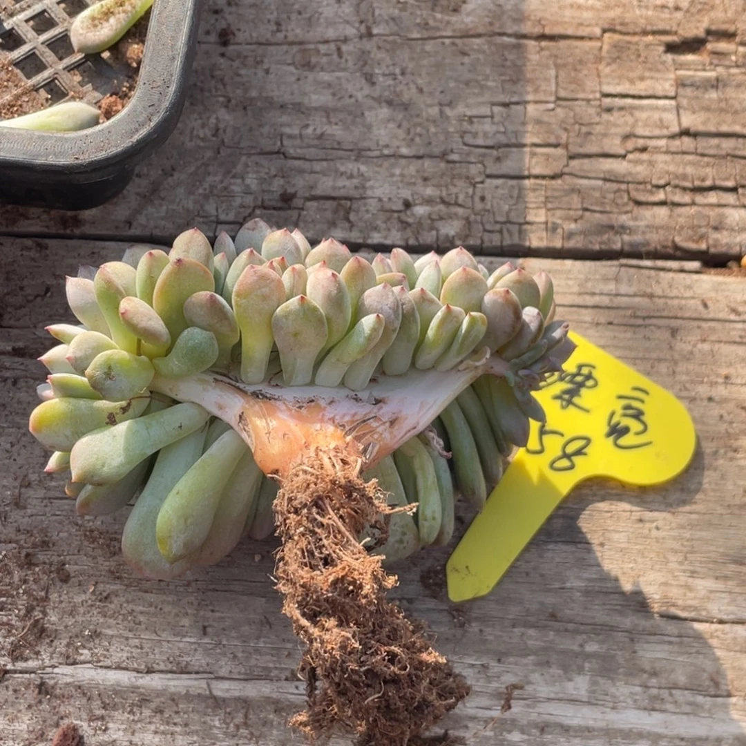 漂***姐石榴子星影缀化底切繁殖58漂亮姐姐