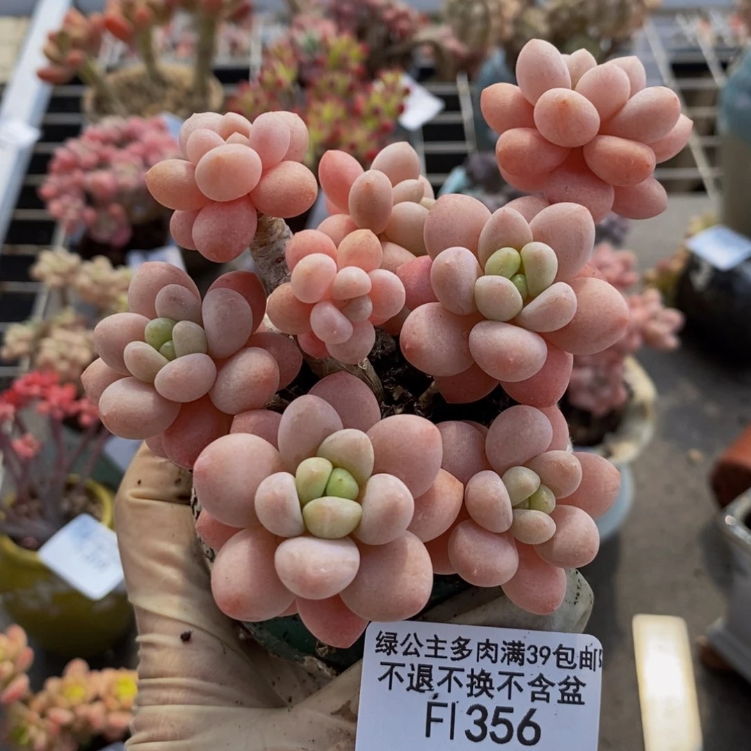 鱼子酱356/8多肉