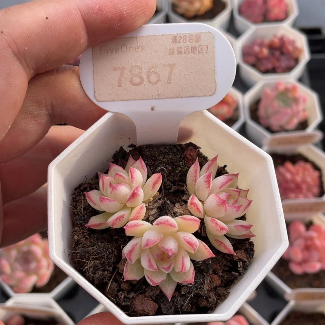 边线女王7867-6厘米