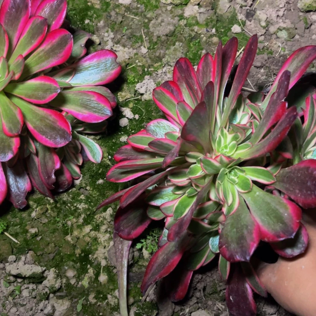 爱神多肉植物捧花的