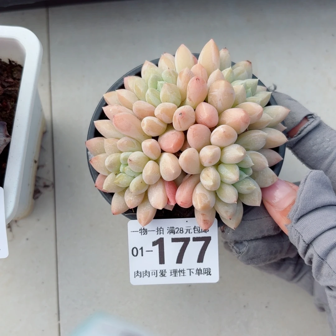 星空美人无盆土发货无盆土无盆土